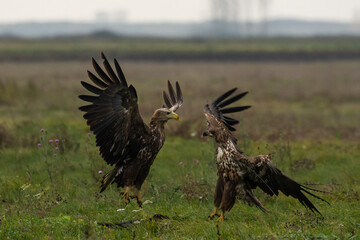 White-tailed Eagle (Haliaeetus albicilla)