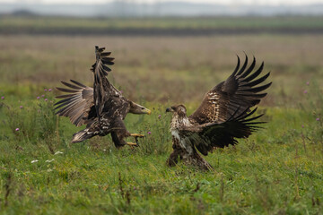 White-tailed Eagle (Haliaeetus albicilla)