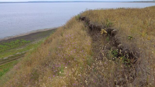 Wild forbs from steppe plants on the bank of the Tiligul estuary, Ukraine