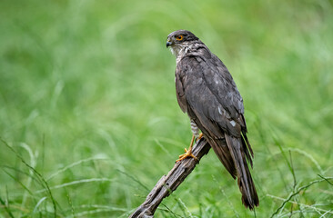 Epervier d'Europe (Accipiter nisus) portrait sur son perchoir. Alpes. France