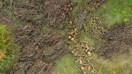 Many cut trees. Autumn season. View from above
