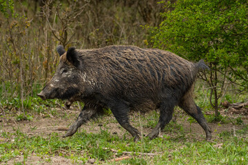 Wild boar(Sus Scrofa) in its natural habitat