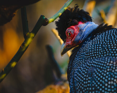 Guttera pucherani pintada mo&ntilde;uda​ o guineo mo&ntilde;udo