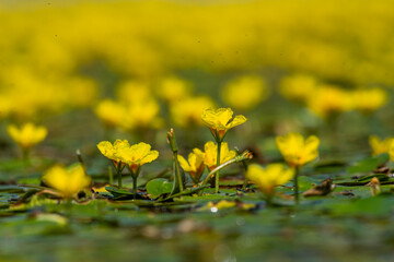 Obraz premium A field of yellow water lilies