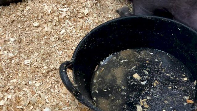 Pig drinking from a trough.
