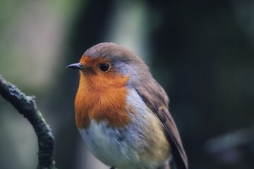 A Robin Redbreast bird. These small songbirds are often associated with Christmas and found on the front of holiday cards.