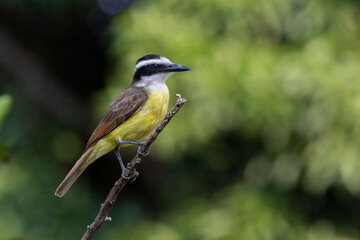 The yellow bird from Brazil. The Great Kiskadee also know as Bem-te-vi perched on a top of tree. Species Pitangus sulphuratus. Animal world. Bird lover. Birdwatching. Flycatcher.