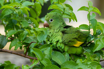 A Plain Parakeet perched as know as Periquitohidden among leaves of a tree. Species Brotogeris chiriri. It is a typical parakeet of the Brazilian forest. Birdwatching. Birding. Parrot.