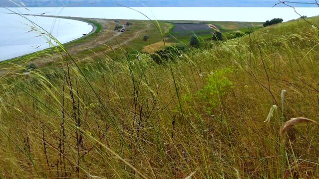 Wild forbs from steppe plants on the bank of the Tiligul estuary, Ukraine