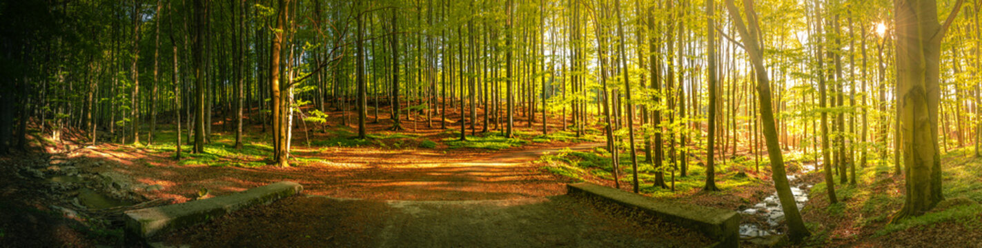 Herbst Wald Panorama mit Sonne