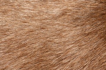 close up of brown goat fur