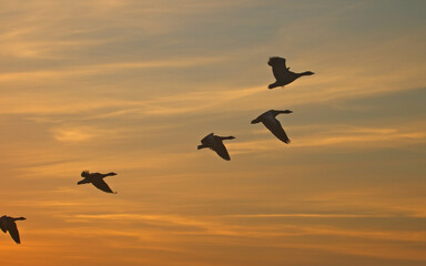 Fototapeta na wymiar Sunset of flying birds, geese departing with sunset on the background. Greylag gooses flying in the air.