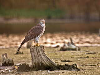 Hawk. Goshawk (Accipiter gentilis). Hawk sits on the roots. Hunting hawk in the lake. Hawk in natural habitat.ry comment