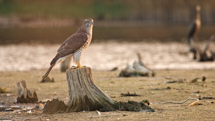 Hawk. Goshawk (Accipiter gentilis). Hawk sits on the roots. Hunting hawk in the lake in natural habitat.