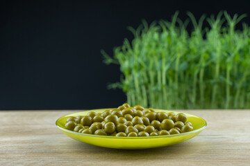 Still life young legumes pea in green plate on wooden platform. Micro greens plant pisum grow on black background. Germination of beanstalk crop seeds. Healthy nutrition mineral organic food. - obrazy, fototapety, plakaty