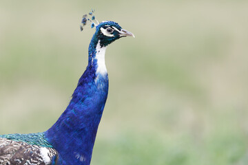 Portrait of a beautiful leucistic  Peacock - Blue Peafowls (Pavo cristatus) with a rare genetic mutation called leucism