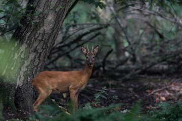 Naklejka na ściany i meble Majestic roe deer in the forest- Capreolus capreolus