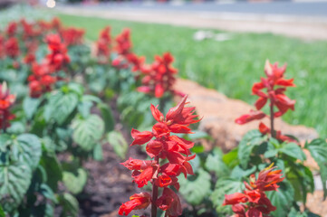 Flowers, various types of flowers colored with colors of the rainbow representing the lgbtqia+...