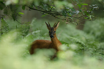 Fototapeta premium Majestic roe deer in the forest- Capreolus capreolus
