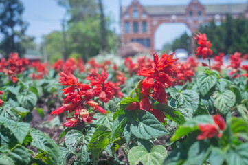 Flowers, various types of flowers colored with colors of the rainbow representing the lgbtqia+...