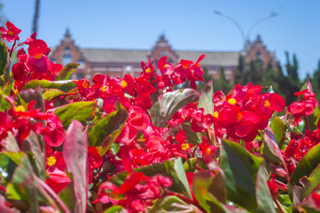 Flowers, various types of flowers colored with colors of the rainbow representing the lgbtqia+...