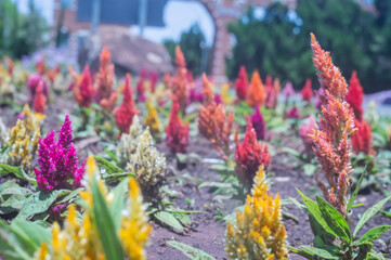 Flowers, various types of flowers colored with colors of the iris bow representing the lgbtqia+...