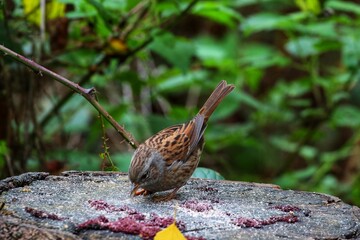 A small Wren bird eating seeds that have been left on a tree trunk in the forest