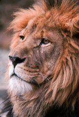 The lion (Panthera leo), also known as the African lion, is one of the five big cats in the genus Panthera and a member of the family Felidae