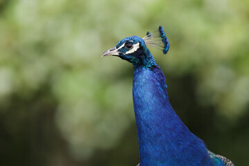 Portrait of beautiful peacock  in the wild - Pavo cristatus