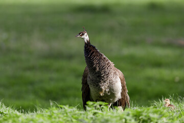 Peahen with  adorable peachicks - Peafowl
