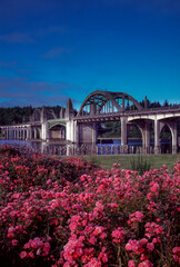 The Siuslaw River Bridgest with wild roses in foreground.  It is a bascule bridge that spans the...