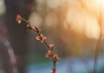A beautiful twig in sunlight