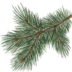 christmas tree branch
