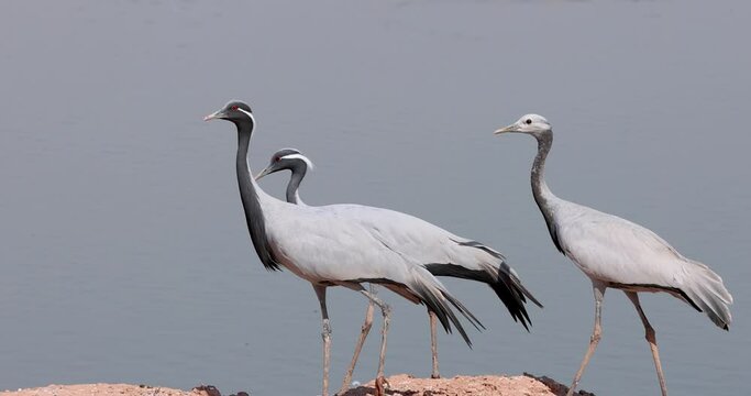 Demoiselle crane birds migrate to Rajasthan, India from Mongolia during winter time, walking along the lake shore.