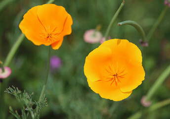 Fototapeta premium California Poppy close up - California