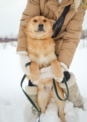 The hands of a man in white mittens hold a red dog in the snow