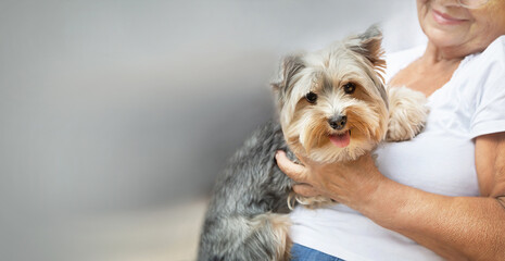 Banner of senior elderly woman hugging lovely Yorkshire terrier (York) dog with cute expression....