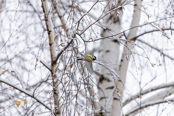 Parus major.  Bird on a tree eats seeds. Autumn leaves in the snow. Winter background