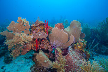 Caribbean coral garden