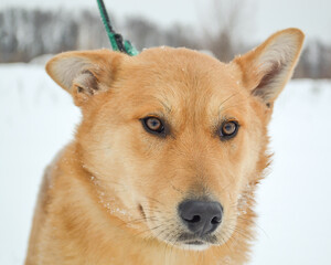 Portrait of an adult red dog on a white snow background