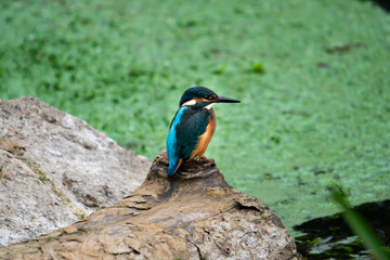 Eisvogel
