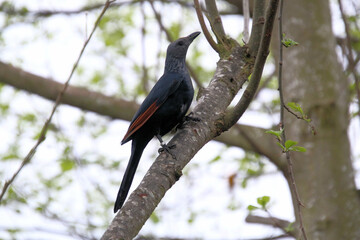 Fototapeta premium A view of a Bird in a tree