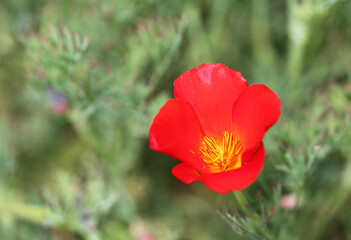 Obraz premium Red California poppy - California