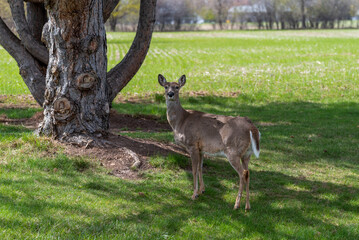 Urban White-tailed Deer In Spring