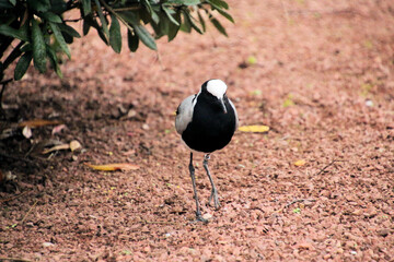 A view of a Bird on the ground