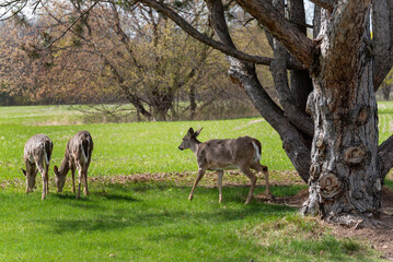 Urban White-tailed Deer In Spring