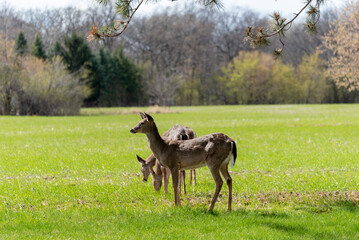 Urban White-tailed Deer In Spring