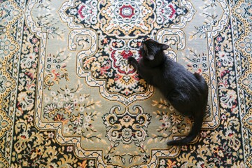 Top closeup of a black cat lying on a colorful carpet indoors