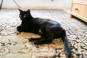Side closeup of a black cat lying on a colorful carpet indoors