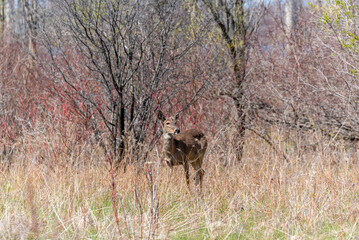 Obraz na płótnie Canvas Urban White-tailed Deer In Spring